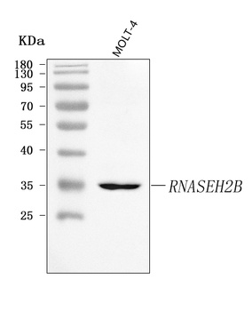 RNASEH2B Antibody