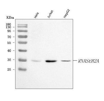 Anti-Ribonuclease H2, subunit A/RNASEH2A Antibody