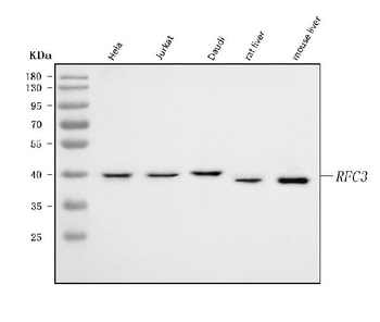 Anti-RFC3 Antibody