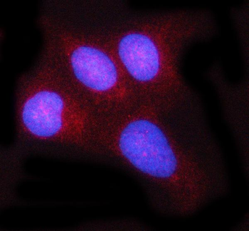 Anti-c-Rel/REL Antibody