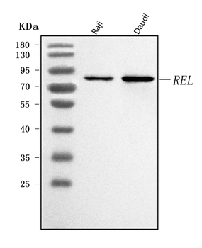 Anti-c-Rel/REL Antibody
