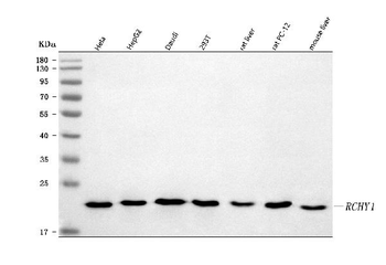 Anti-Pirh2/RCHY1 Antibody