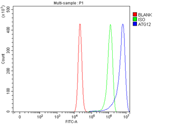 ATG12 Rabbit Polyclonal Antibody