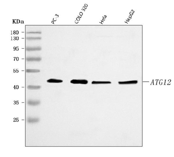 Anti-ATG12 Antibody