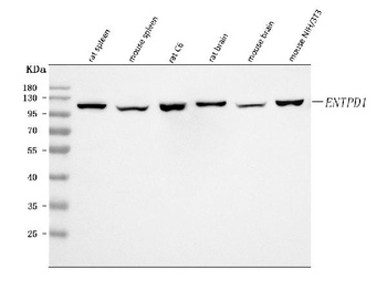 CD39/Entpd1 Antibody