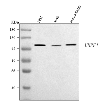 Anti-UHRF1 Antibody