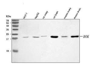 Anti-BOK Antibody
