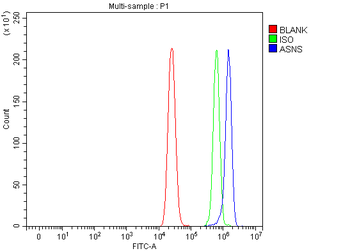 Anti-Asparagine synthetase/ASNS Antibody