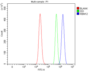 SWAN/RBM12 Rabbit Polyclonal Antibody