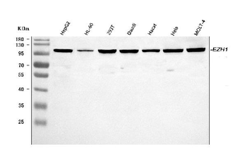 Anti-EZH1 Antibody