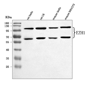 Anti-EZH1 Antibody