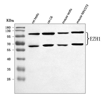 EZH1 Antibody