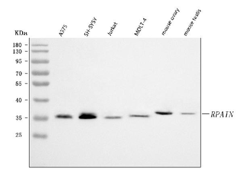 Anti-RPAIN Antibody