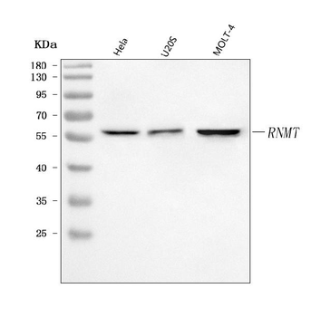 RNMT Antibody
