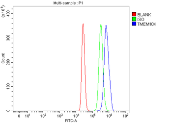 TMEM104 Antibody