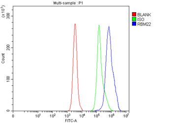 Anti-RBM22 Antibody