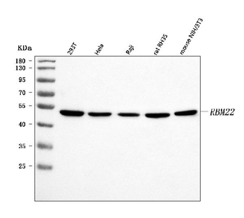 Anti-RBM22 Antibody