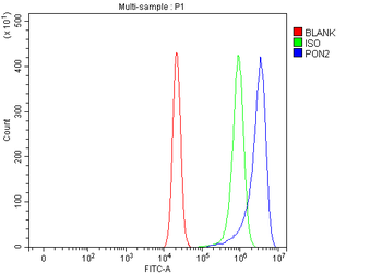 PON2 Rabbit Polyclonal Antibody