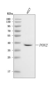 PON2 Rabbit Polyclonal Antibody