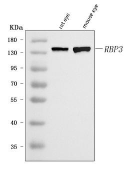 IRBP/RBP3 Rabbit Polyclonal Antibody