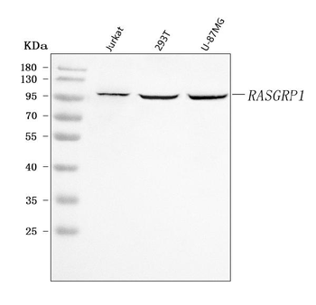 Anti-RASGRP1 Antibody