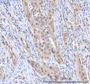 Anti-RANBP2 Antibody