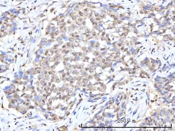 Anti-RANBP2 Antibody
