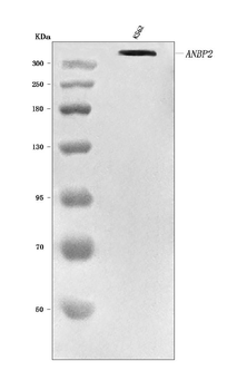Anti-RANBP2 Antibody