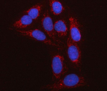 Anti-C18orf22/RBFA Antibody