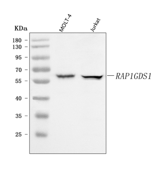 Anti-RAP1GDS1 Antibody