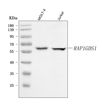 RAP1GDS1 Antibody