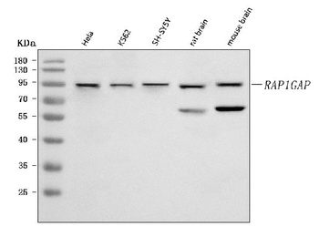 RAP1GAP Antibody