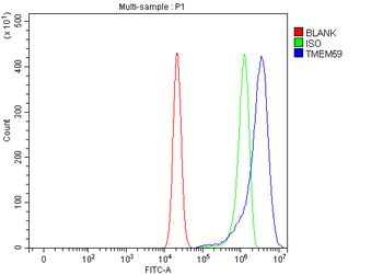 TMEM59 Antibody