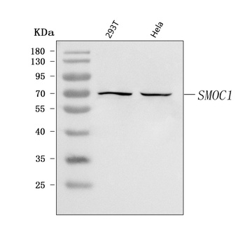 SMOC1 Antibody