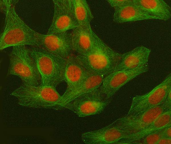 Anti-GWL/MASTL Antibody