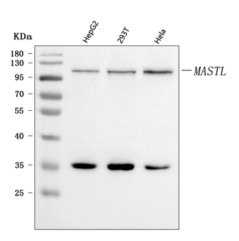 Anti-GWL/MASTL Antibody