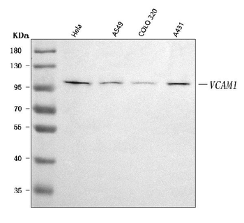 VCAM1 Antibody