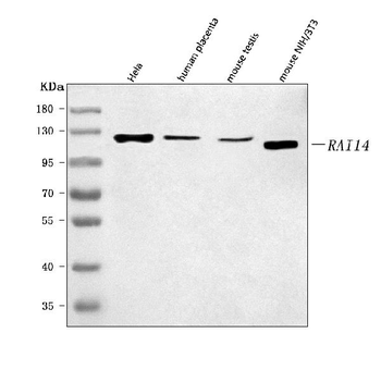 RAI14 Antibody