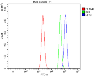 Anti-RFX3 Antibody