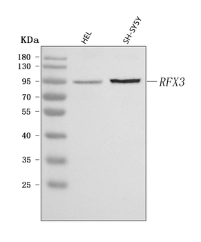 Anti-RFX3 Antibody