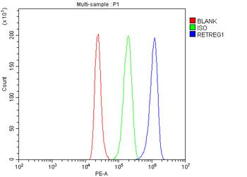 Anti-RETREG1 Antibody