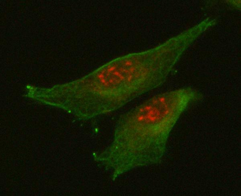 Anti-RETREG1 Antibody