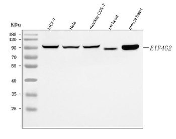 Anti-P97/DAP5/EIF4G2 Antibody