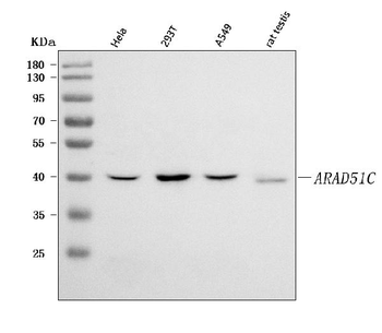 Anti-RAD51C Antibody