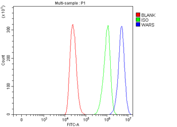 Anti-WRS/WARS1 Antibody