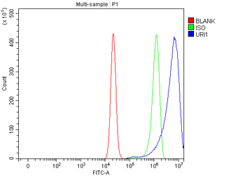 C19orf2/URI1 Antibody
