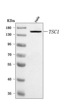 Hamartin/TSC1 Antibody