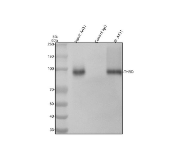 Anti-Thrombomodulin/THBD Antibody