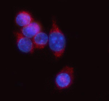 Anti-Tap1 Antibody