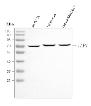 Anti-Tap1 Antibody